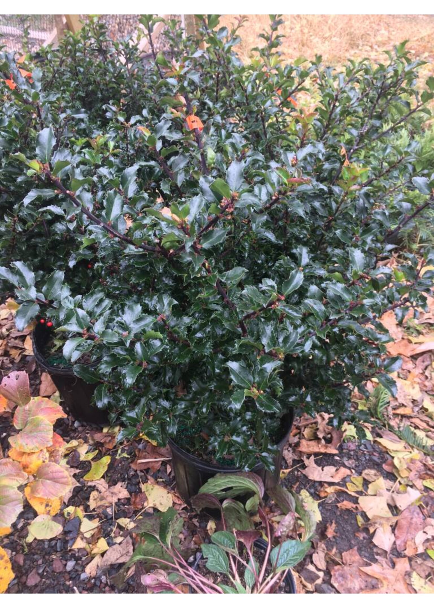 Ilex x meser. Blue Princess Holly - Blue, Blue Princess, #2