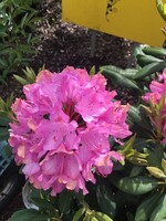 Rhododendron Roseum Elegans Rhododendron, Roseum Elegans, #3