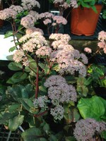 Sedum x Matrona Stonecrop, Matrona, #1