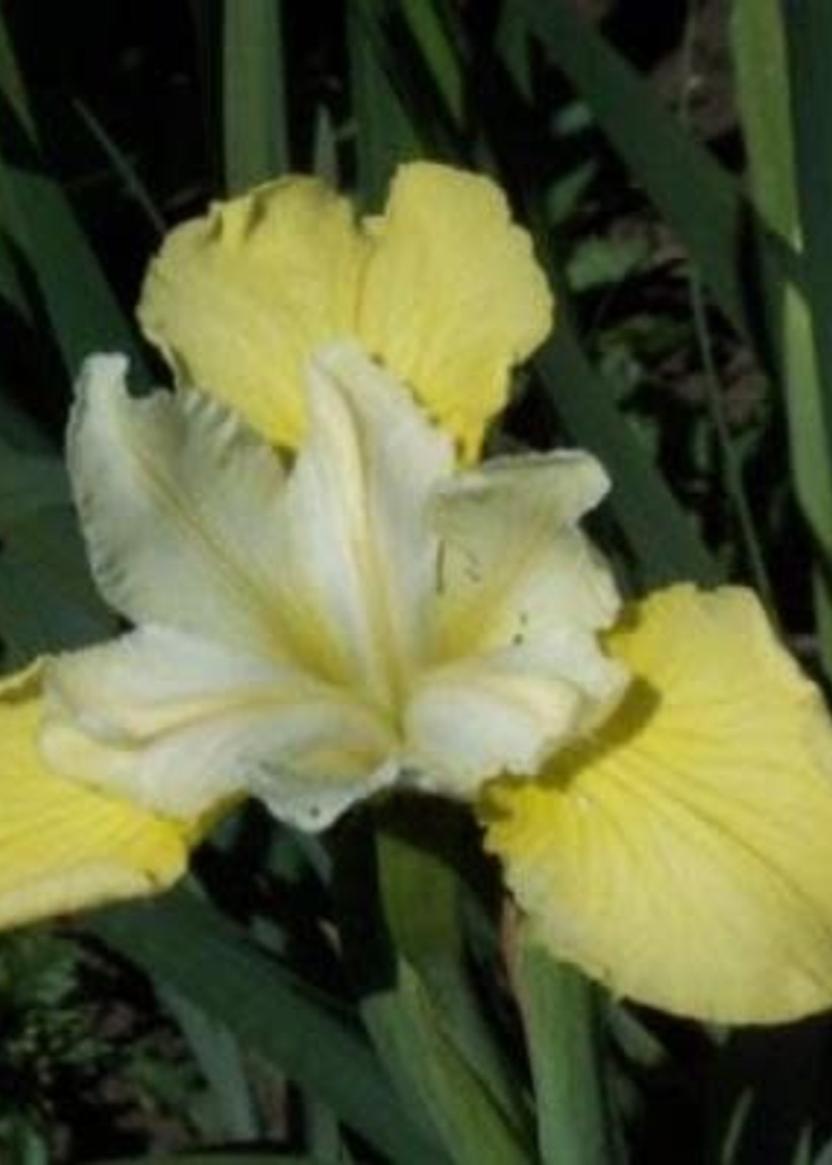 Iris siberica Butter and Sugar Iris - Siberian, Butter and Sugar, #1
