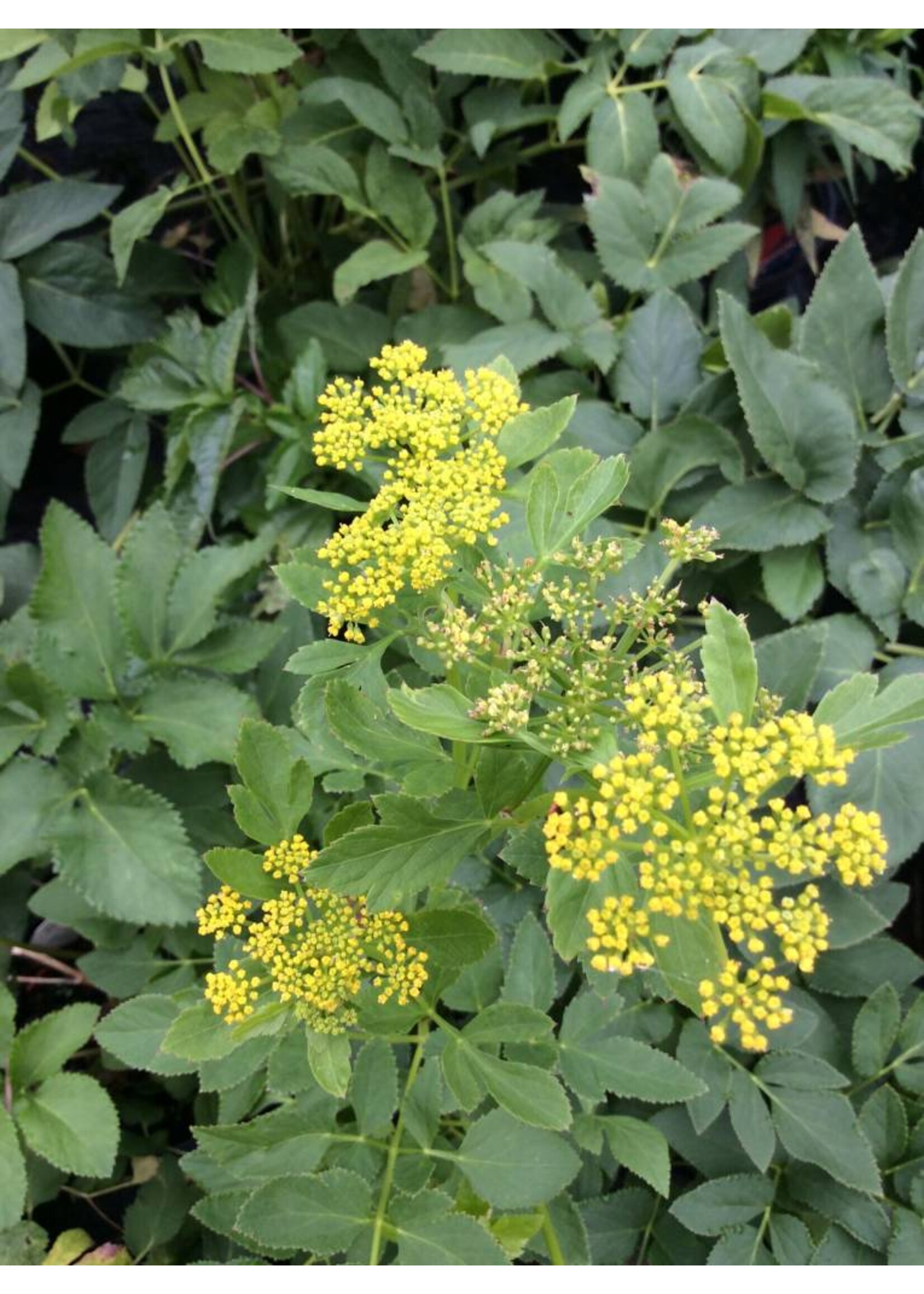 Zizia aurea, Golden Alexander