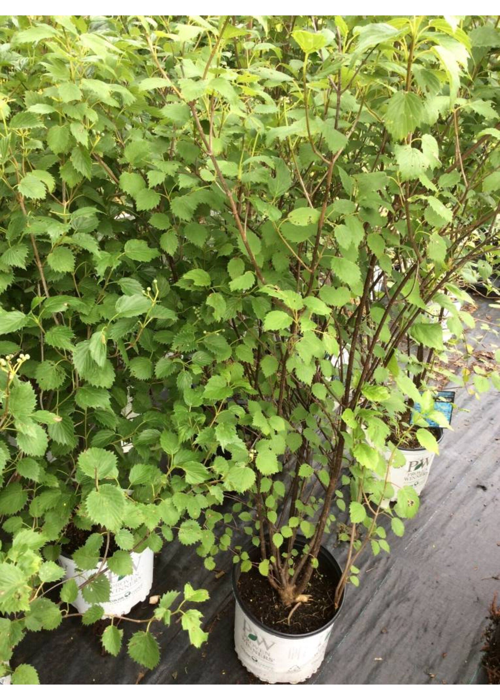 2024 Plant Olympics! Viburnum dent. Christom Viburnum - Arrowwood, Blue Muffin, #3