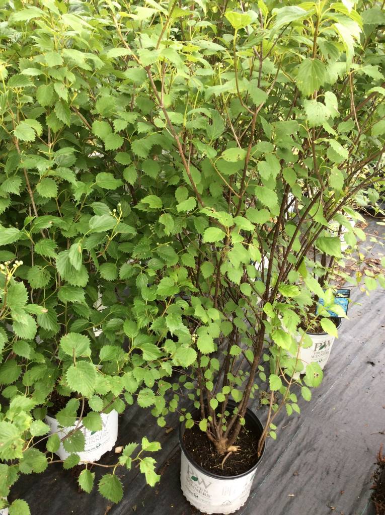 Nativar Shrub Viburnum den. Christom Viburnum Arrowwood, Blue Muffin