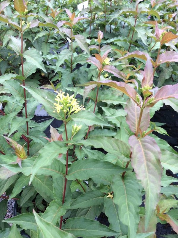 Diervilla x Kodiak Fresh Honeysuckle Bush Kodiak Fresh, 3