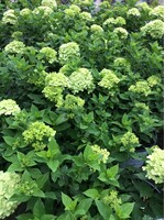 Hydrangea panic. Jane Hydrangea - Hardy, Little Lime, #3