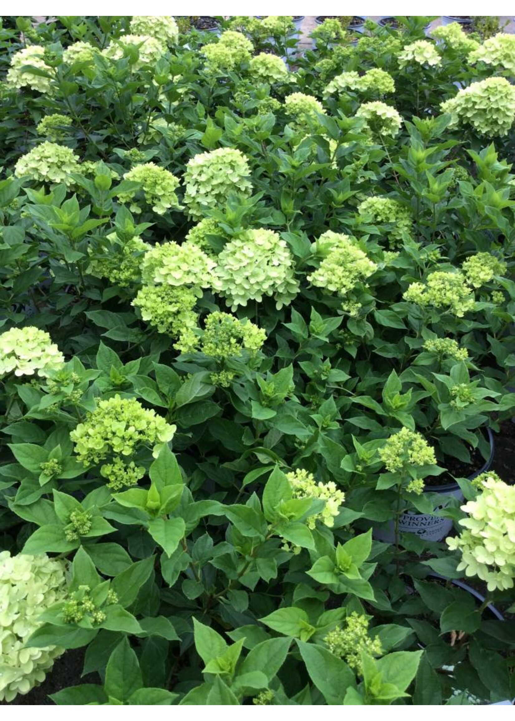 Hydrangea panic. Jane Hydrangea - Hardy, Little Lime, #3