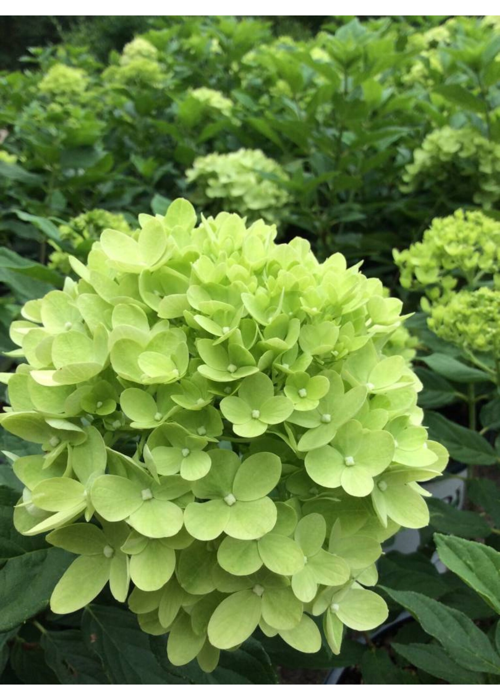Hydrangea panic. Jane Hydrangea - Hardy, Little Lime, #3