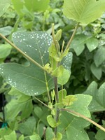 Liriodendron tulipifera Tulip Tree, #3 Containe
