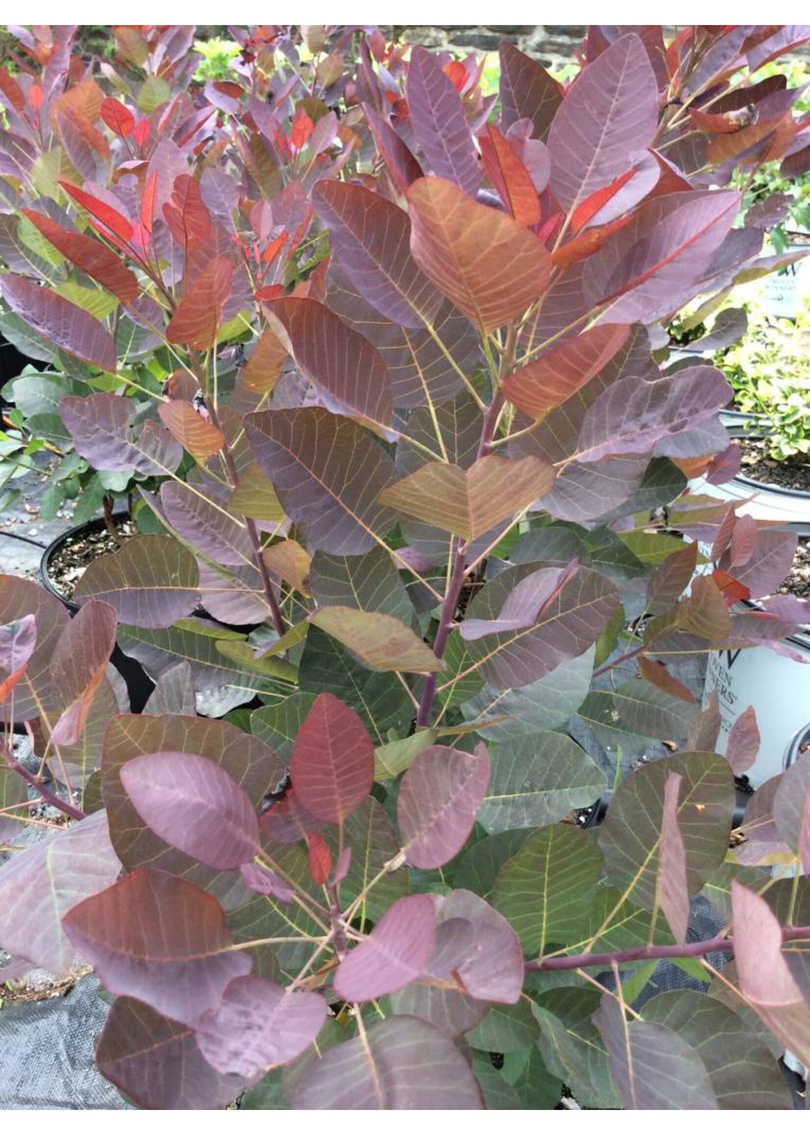 Cotinus coggygria Royal Purple Smokebush, Royal Purple, #3