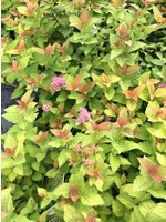 Spiraea jap. Magic Carpet Spirea, Magic Carpet, #3