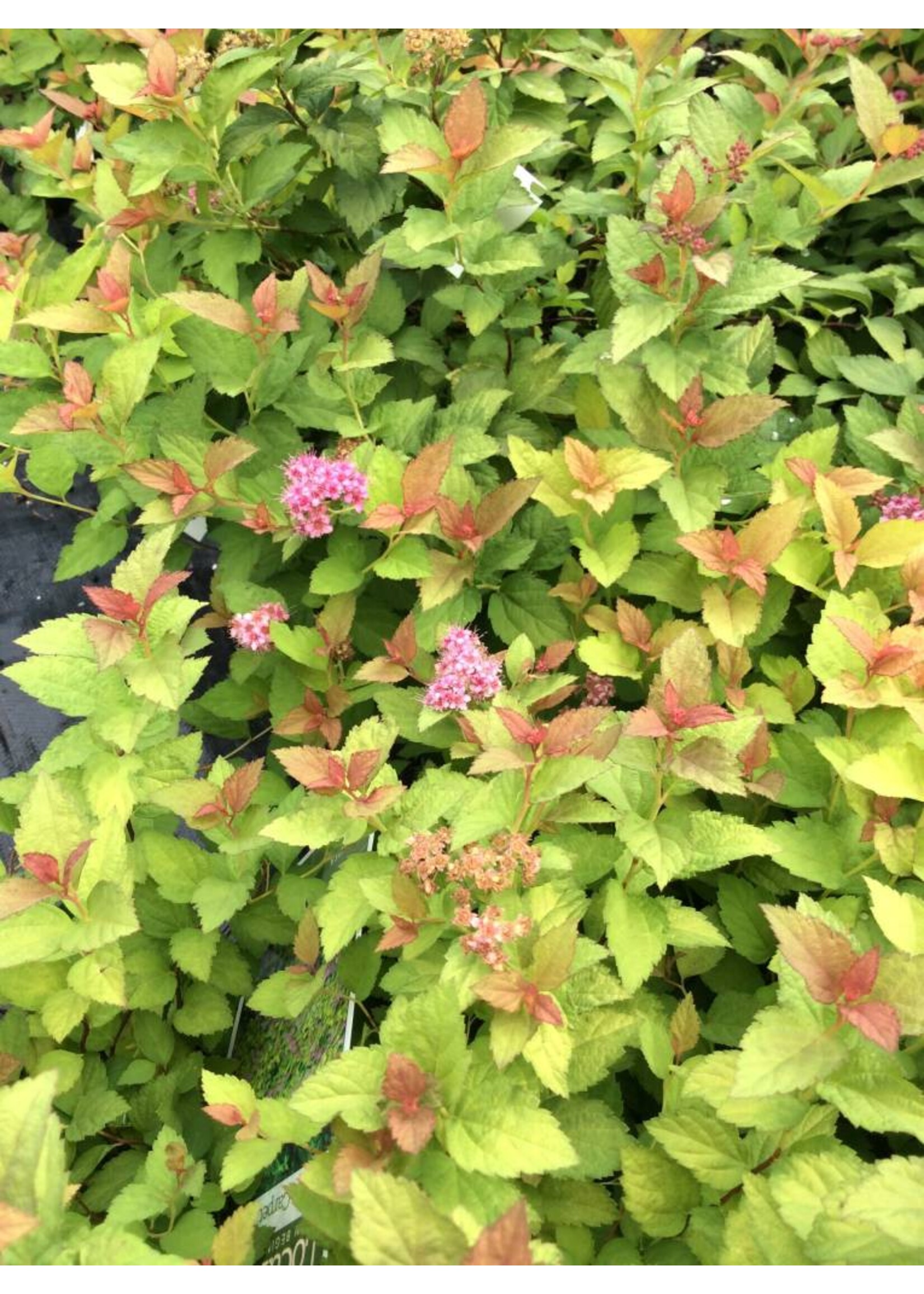 Spiraea jap. Magic Carpet Spirea, Magic Carpet, #3