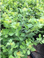 Rhus aromatica Gro-Low Fragrant Sumac, Gro-Low, #3