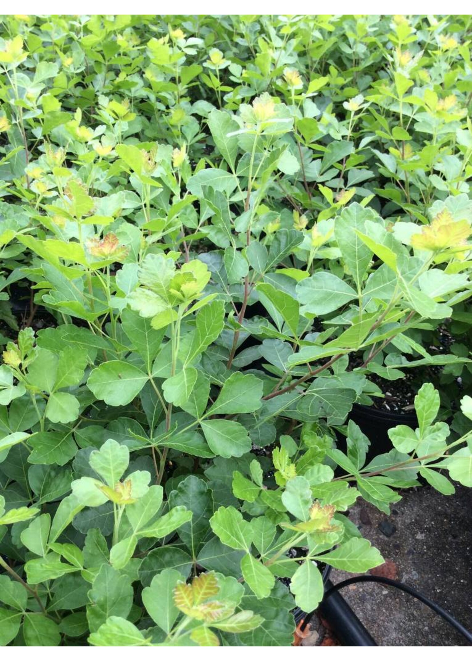 Rhus aromatica Gro-Low Fragrant Sumac, Gro-Low, #3