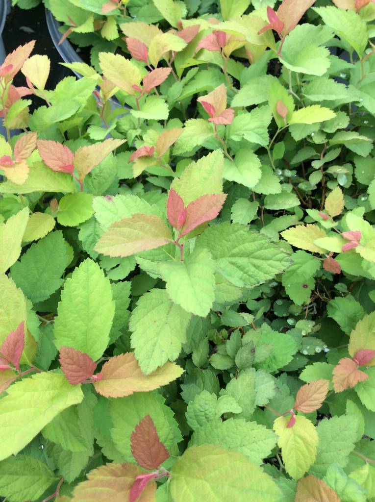 Spiraea Tracy Spirea Double Play Big Bang 3 Behmerwald Nursery