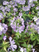 Phlox divaricata Blue Moon Phlox - Woodland, Blue Moon, #1