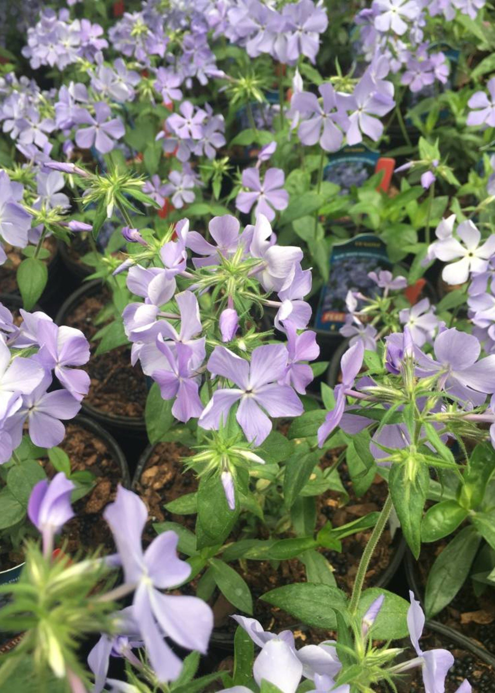 phlox divaricata blue moon