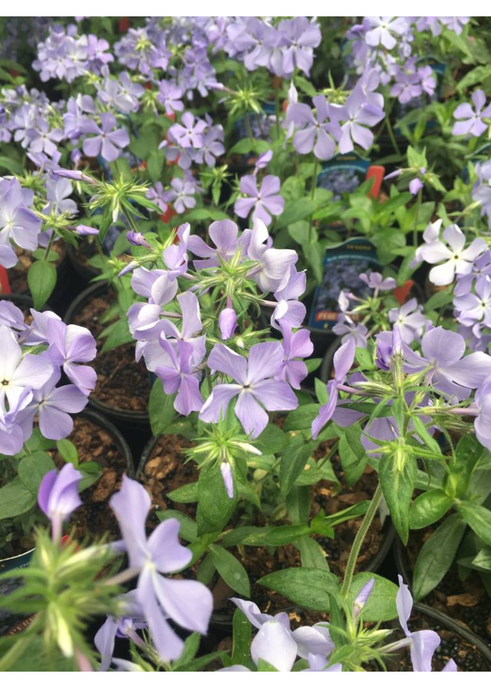 Phlox divaricata Blue Moon Phlox - Woodland, Blue Moon, #1