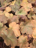 Heuchera x Southern Comfort Coral Bells, Southern Comfort, #1