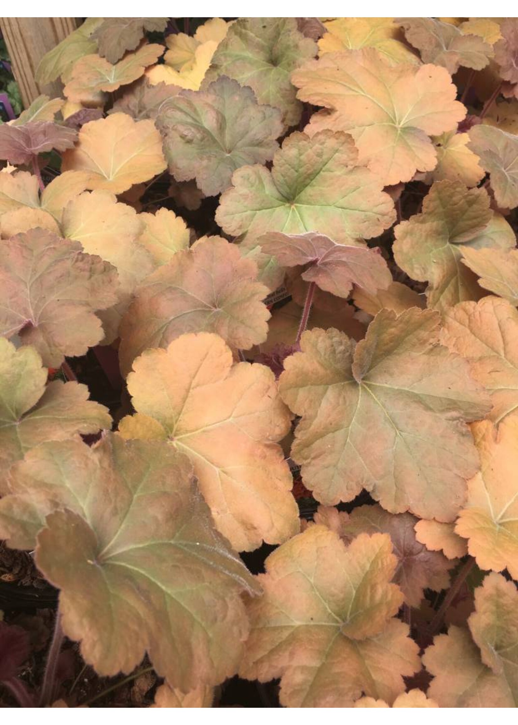 Heuchera x Southern Comfort Coral Bells, Southern Comfort, #1