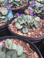 Viola walteri Silver Gem Violet, Appalachian Blue, #1 container
