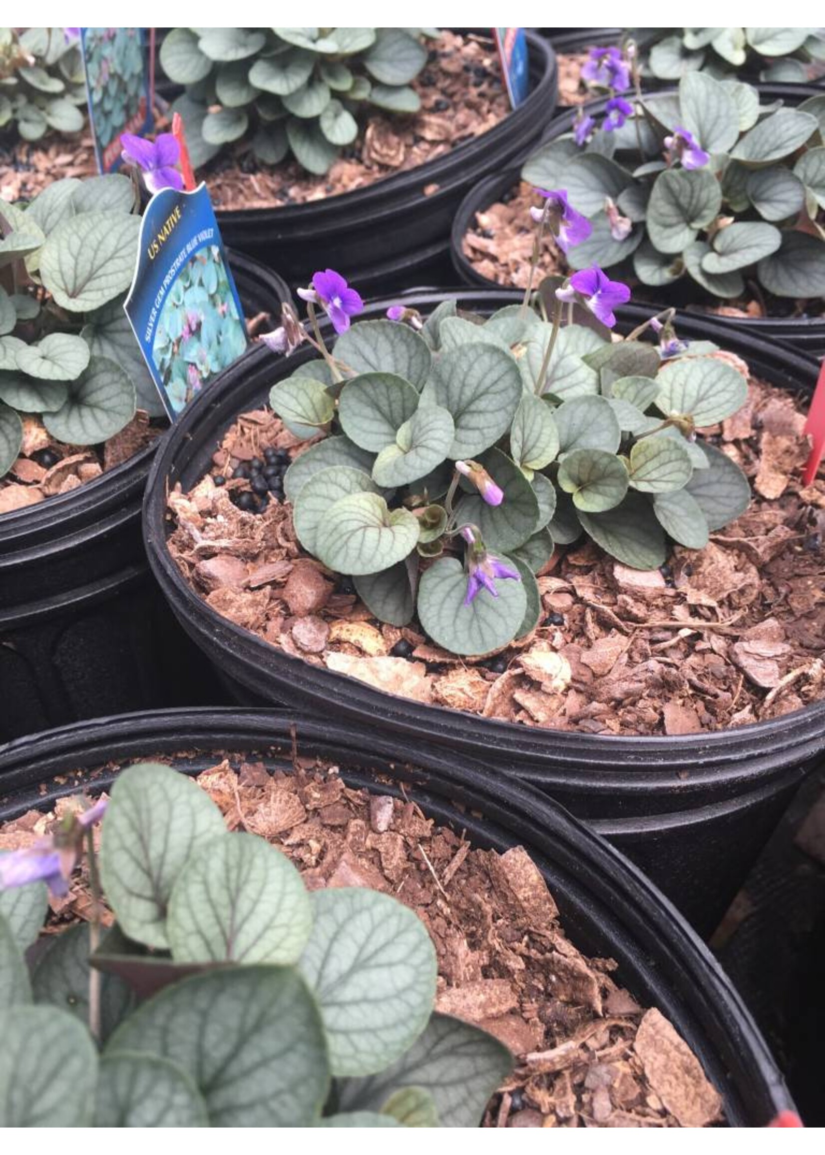 Viola walteri Silver Gem Violet, Appalachian Blue, #1 container