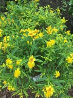 Hypericum Deppe St. John's Wort, Sunny Boulevard, #3