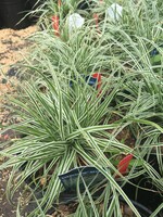 Carex osh. Everest Grass - Ornamental Evercolor sedge  #1