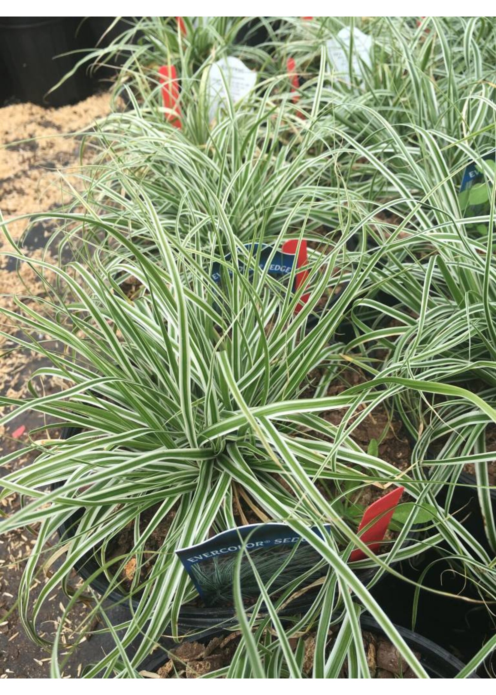 Carex osh. Everest Grass - Ornamental Evercolor sedge  #1
