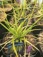 Carex osh. Everillo Grass - Ornamental Evercolor Sedge, #1