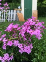 Phlox pan. Jeana Phlox - Garden, Jeana, #1 container