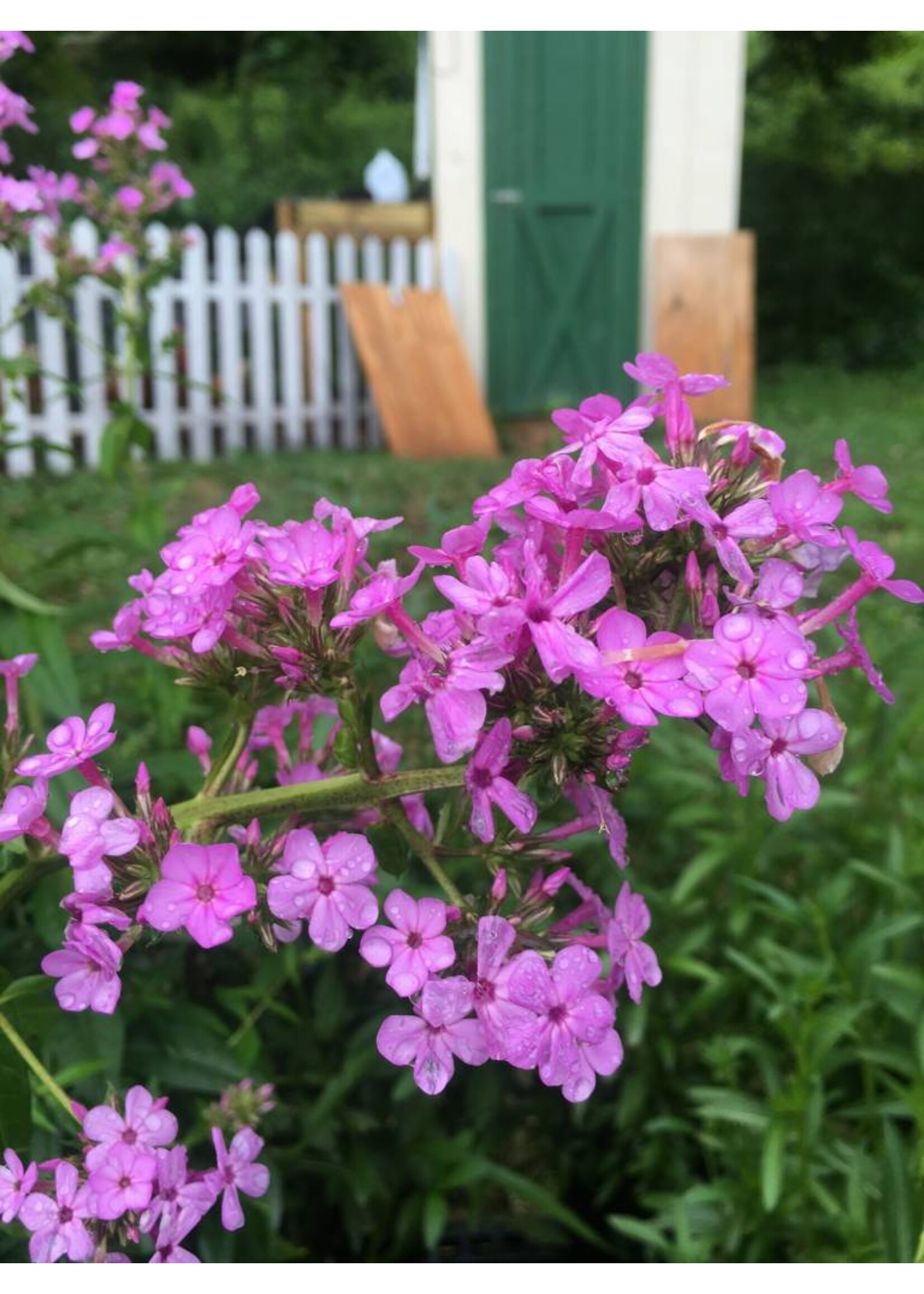 Phlox pan. Jeana Phlox - Garden, Jeana, #1 container