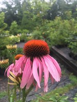 Perennial Plant of the Year Echinacea pur. Magnus, Coneflower #1