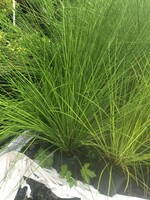 Juncus effusus, Rush soft #1