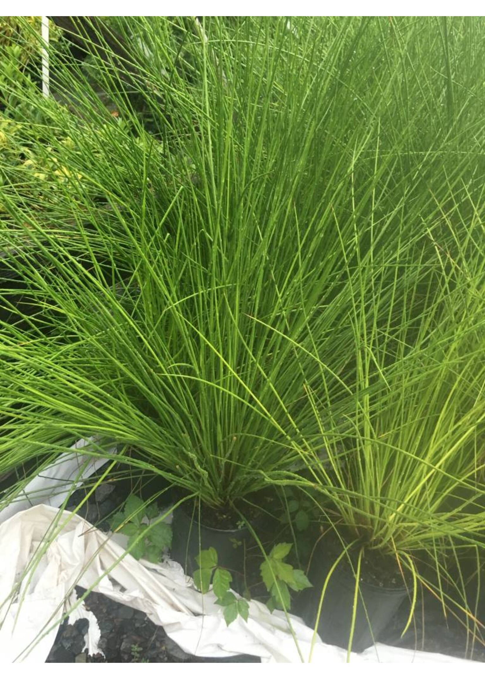 Juncus effusus, Rush soft #1