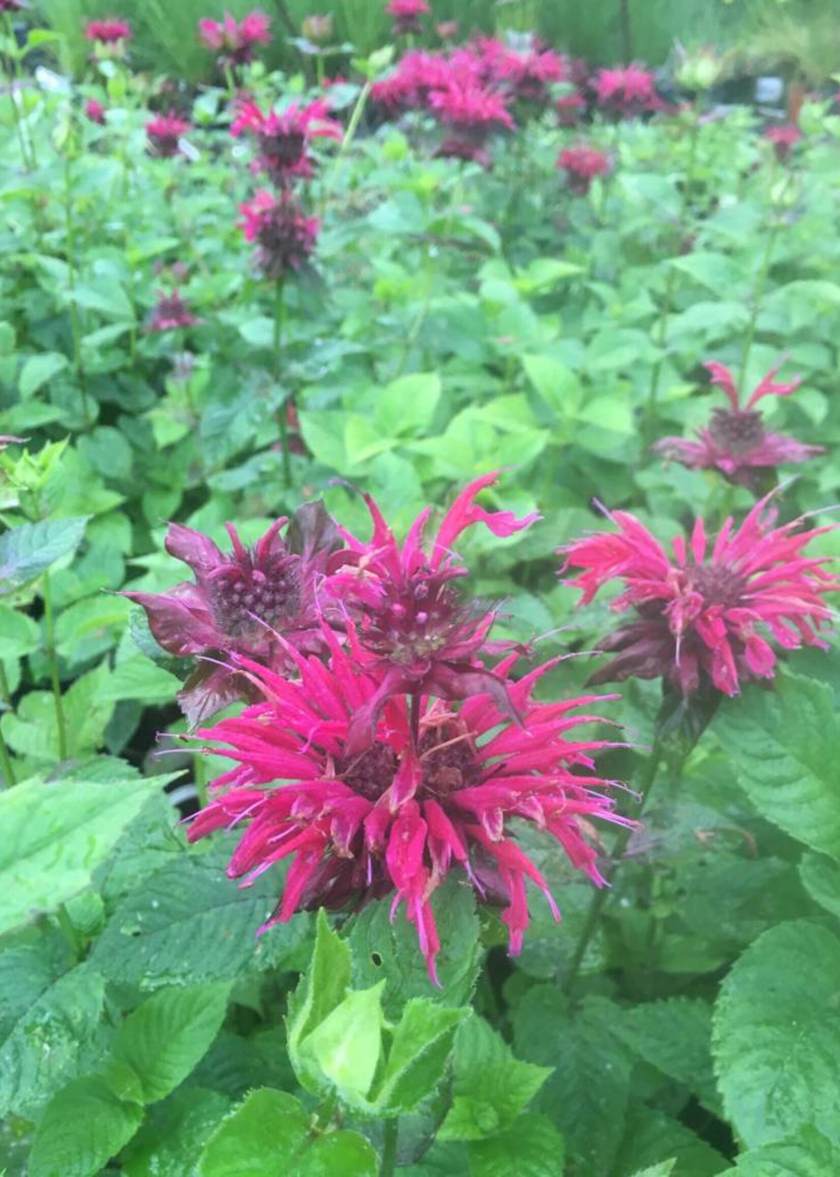 Monarda x Judith's Fancy Fuchsia Bee Balm, Judith's Fancy Fuchsia, #1