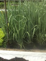 Panicum virgatum Northwind Grass - Ornamental Switch, Northwind, #1