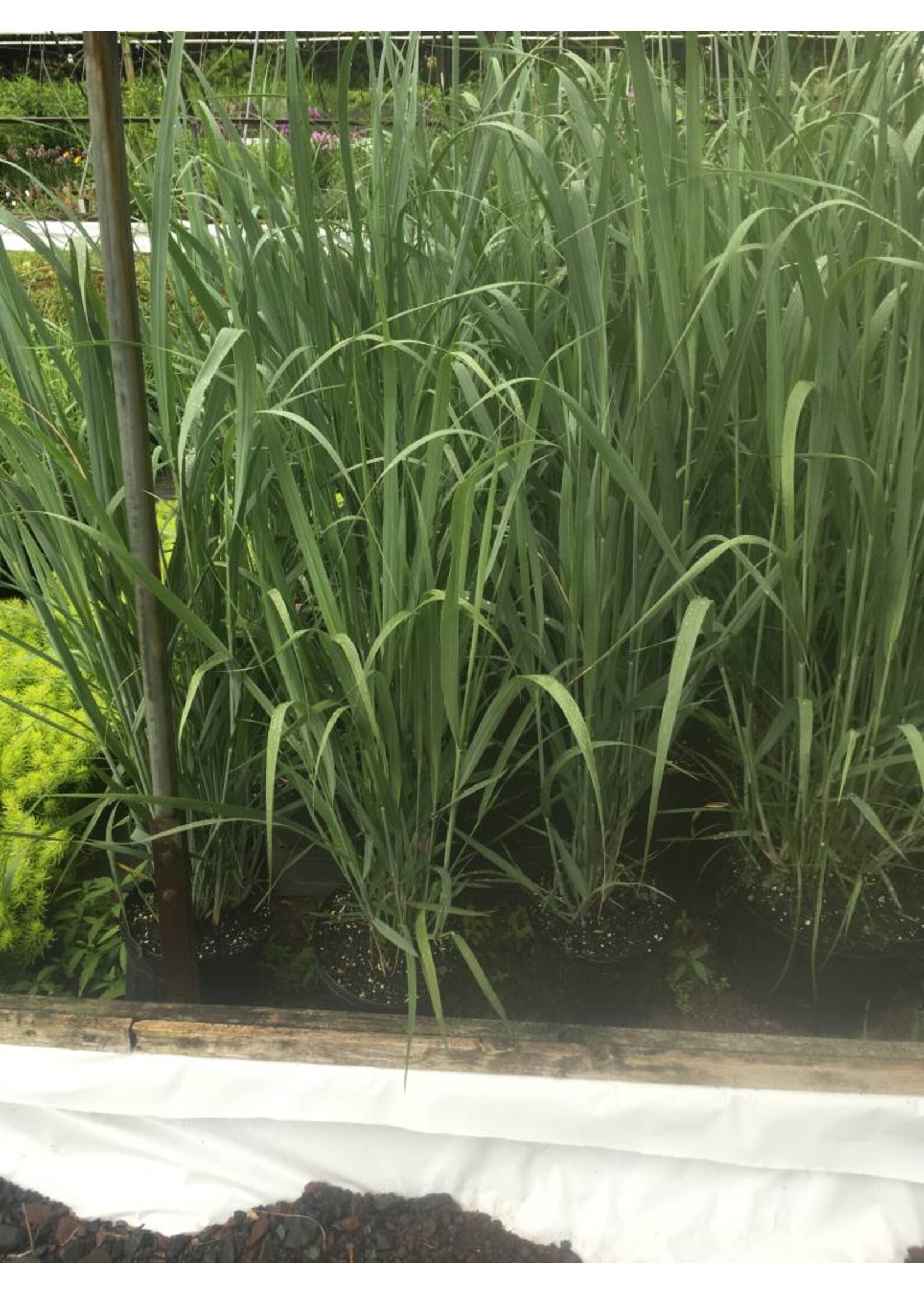 2024 Plant Olympics! Panicum virgatum Northwind Grass - Ornamental Switch, Northwind, #1