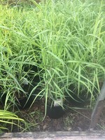 Panicum virgatum Heavy Metal Grass - Ornamental Switch, Heavy Metal, #1