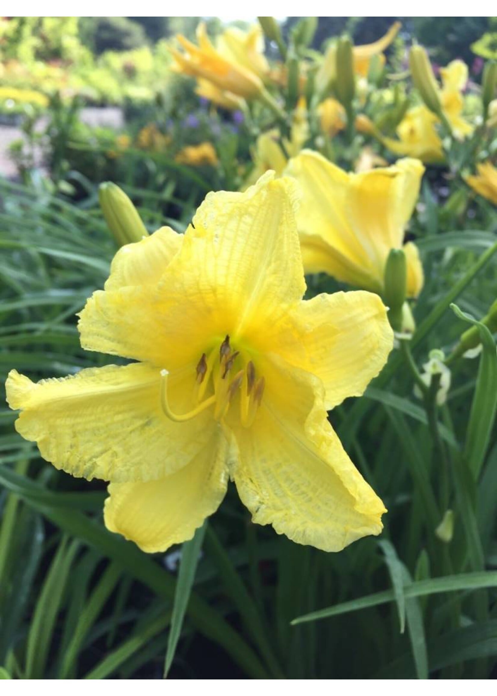 Hemerocallis Happy Returns Daylily, Happy Returns, #1