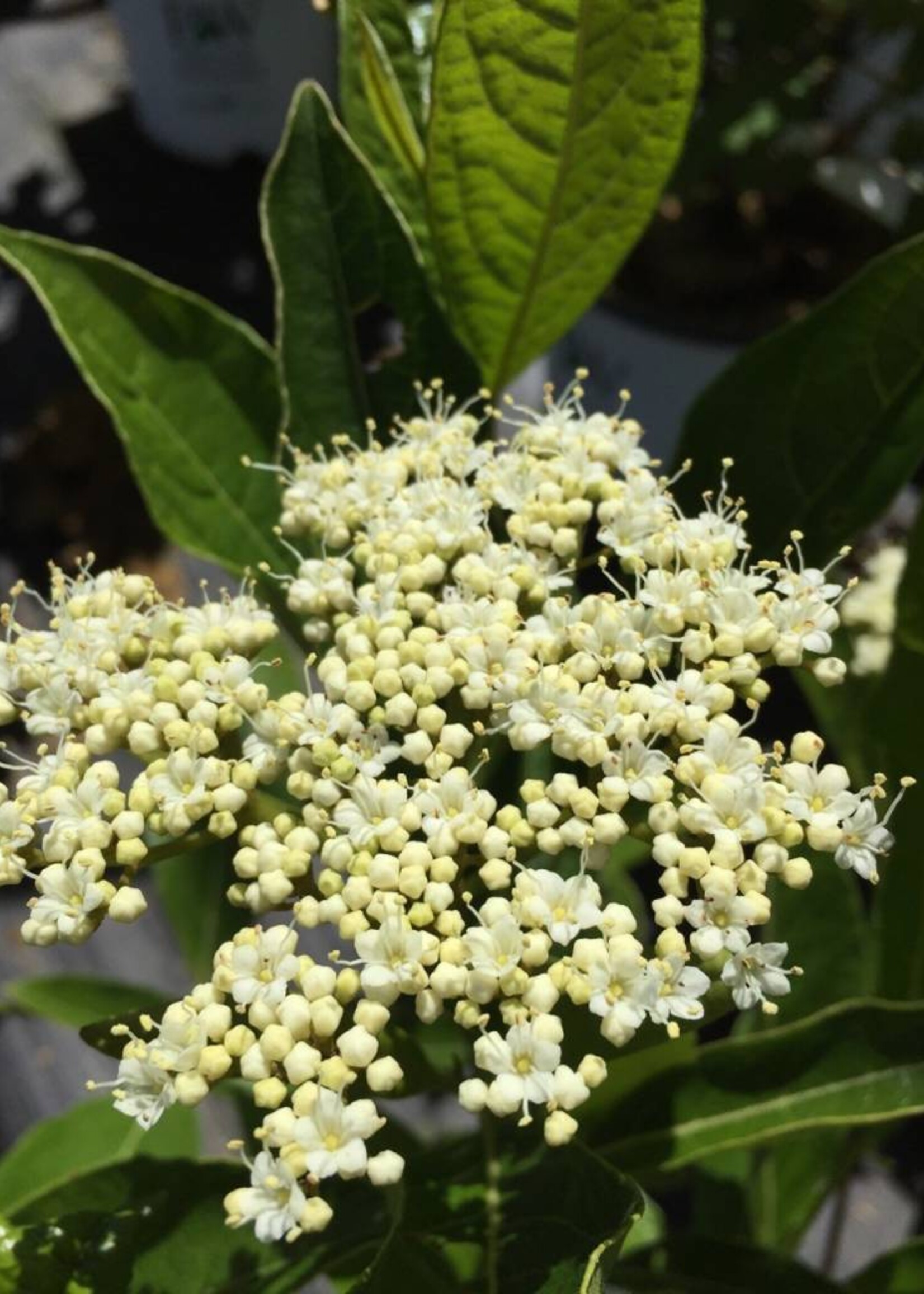 Brandywine Viburnum Shrubs For Sale Online