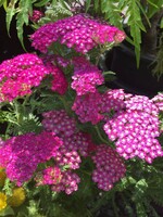 Achillea New Vintage violet, Yarrow #1 container