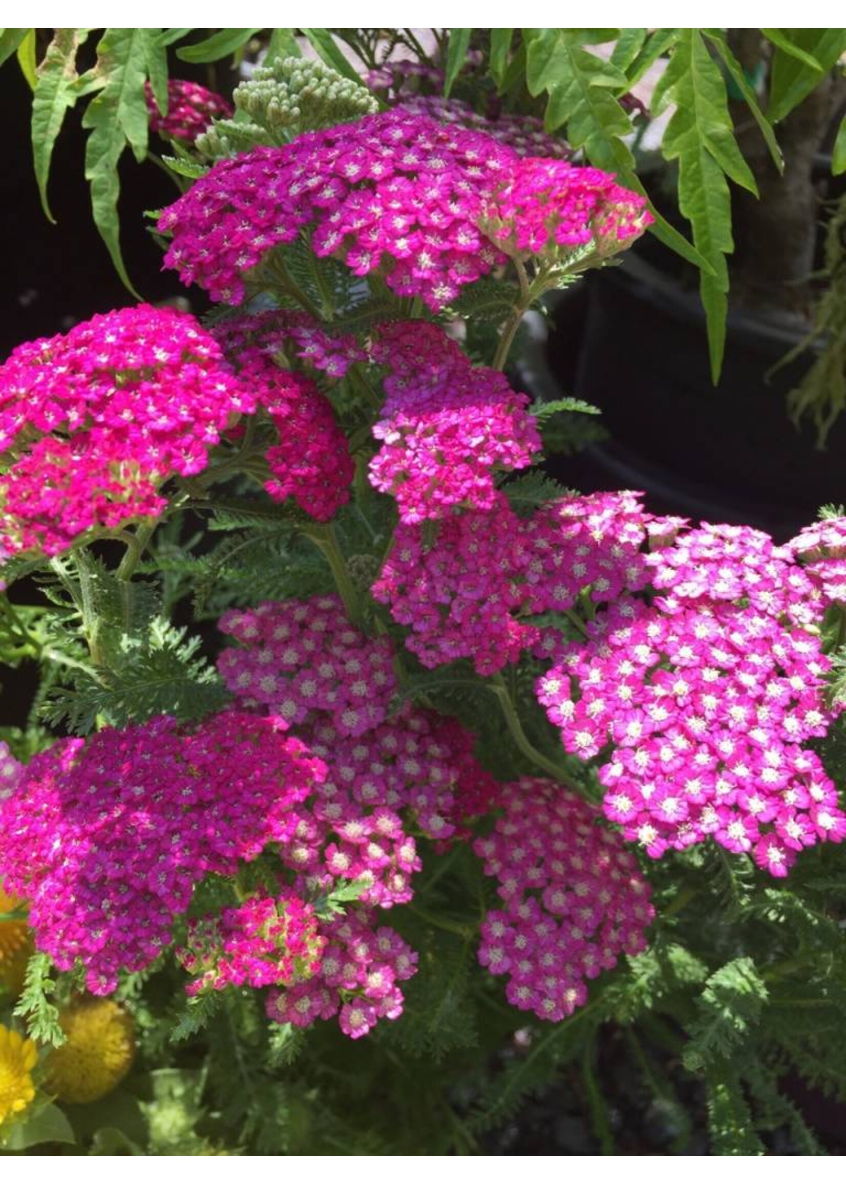 Achillea New Vintage violet, Yarrow #1 container