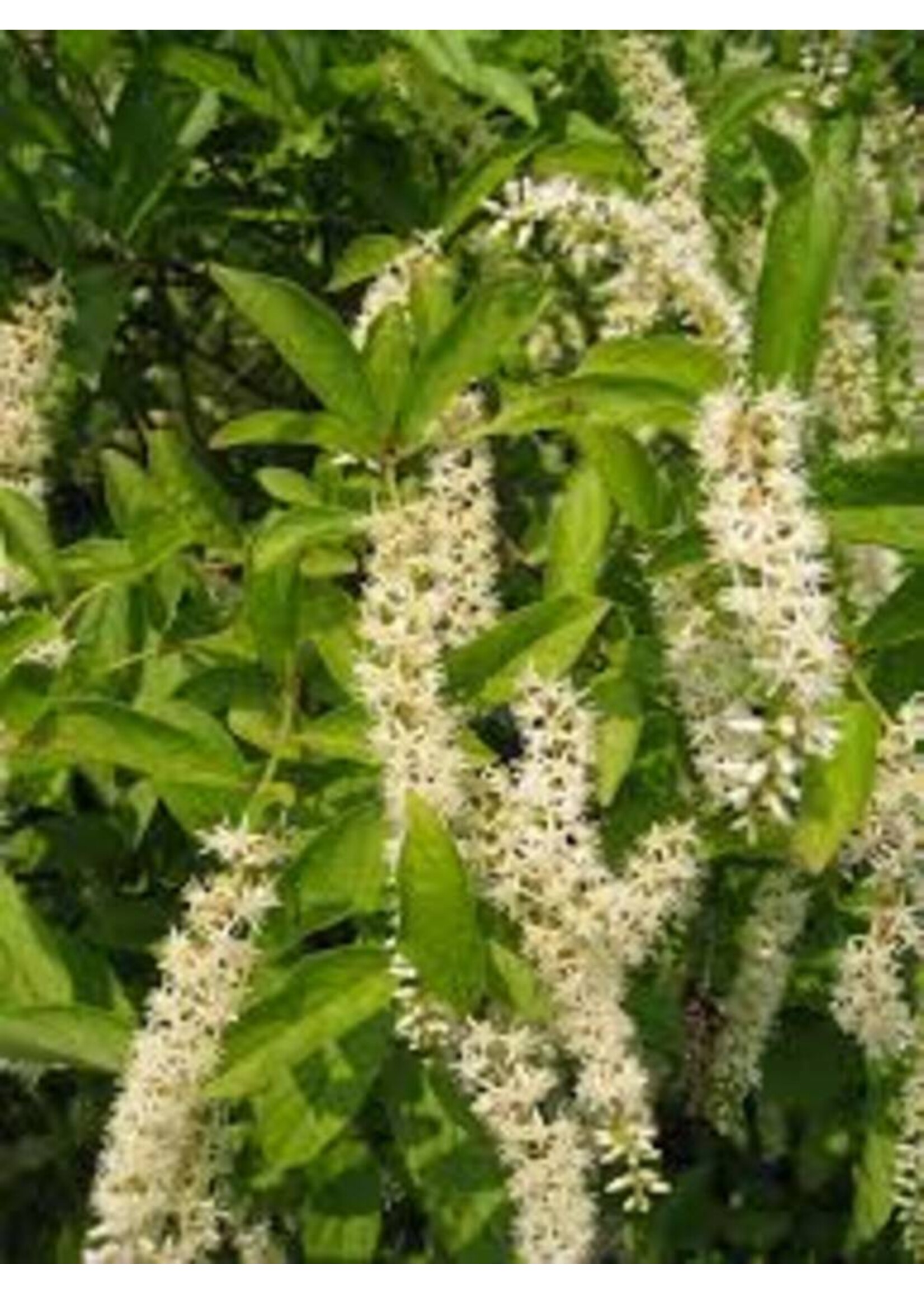 Rain Garden Itea virginica Sprich Sweetspire, Little Henry, #3