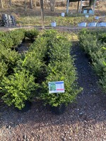 Ilex crenata Green Lustre Holly - Japanese, Green Lustre, #5