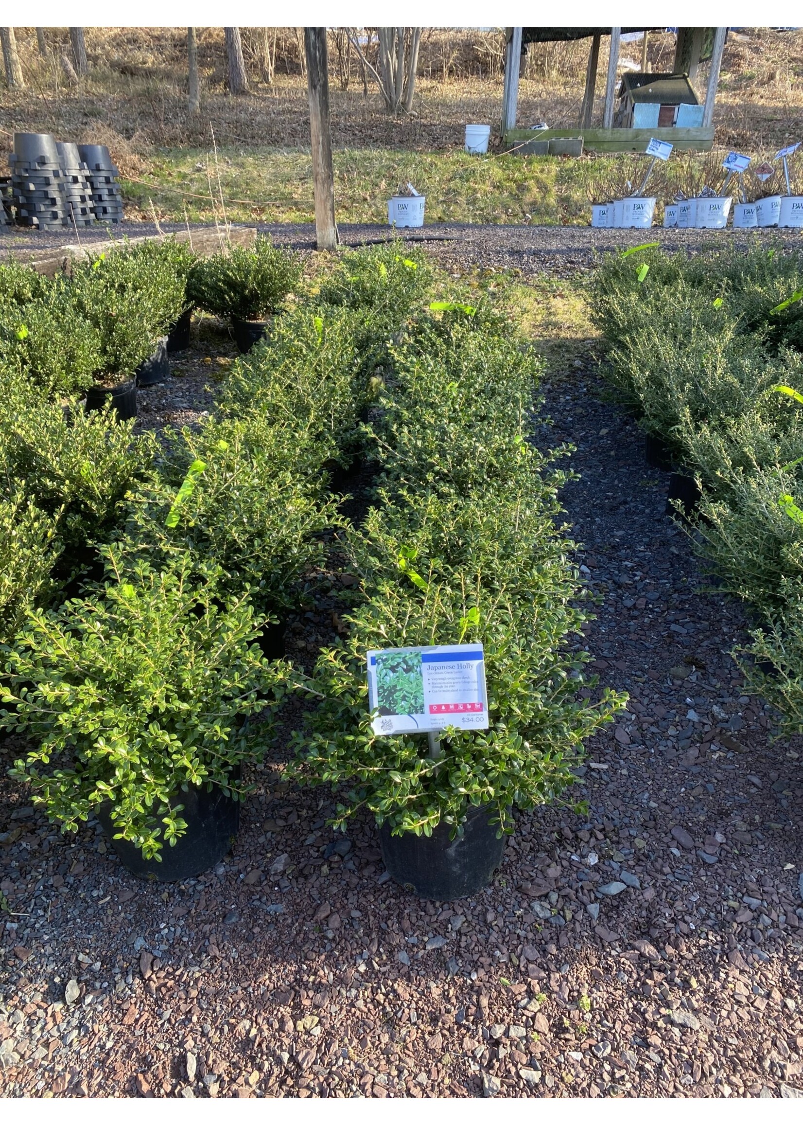 Ilex crenata Green Lustre Holly - Japanese, Green Lustre, #5