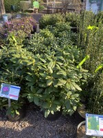 Rhododendron English Roseum #3 Container
