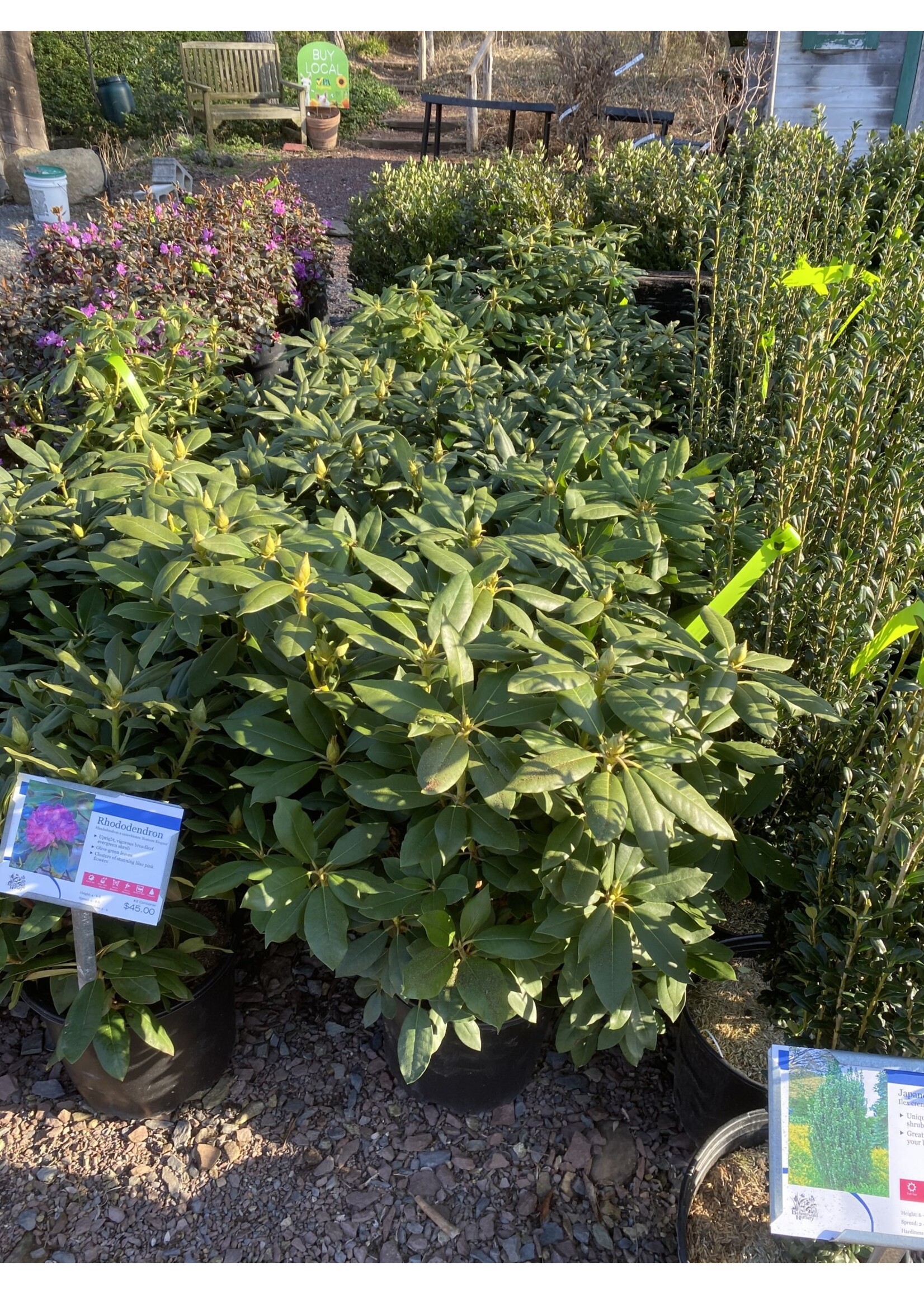 Rhododendron English Roseum #3 Container