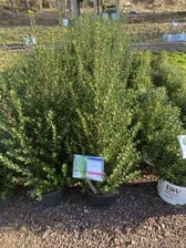Ilex crenata Steeds Holly | Behmerwald Nursery - Behmerwald Nursery