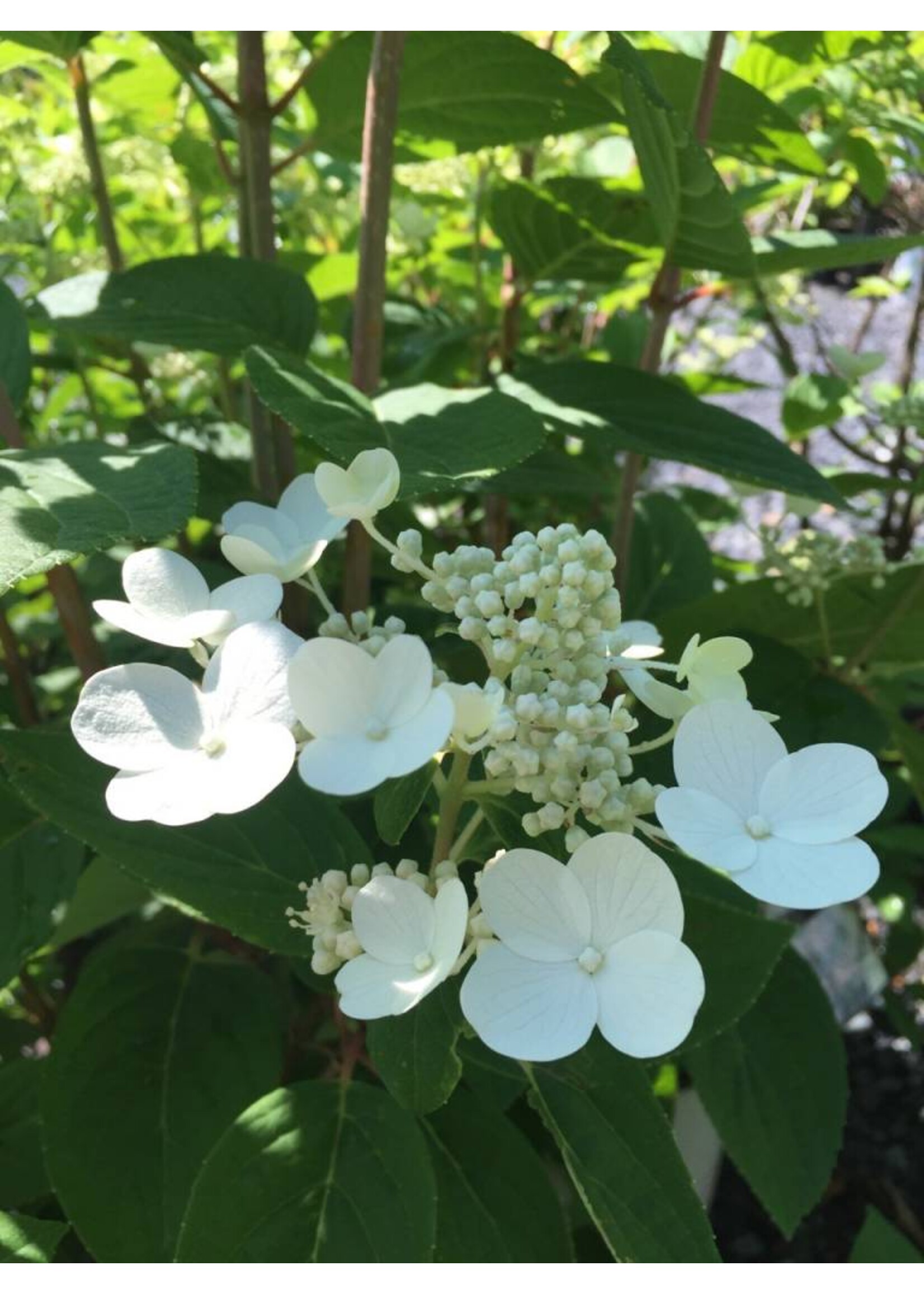 Hydrangea panic. Bulk Hydrangea - Hardy, Quick Fire, #3
