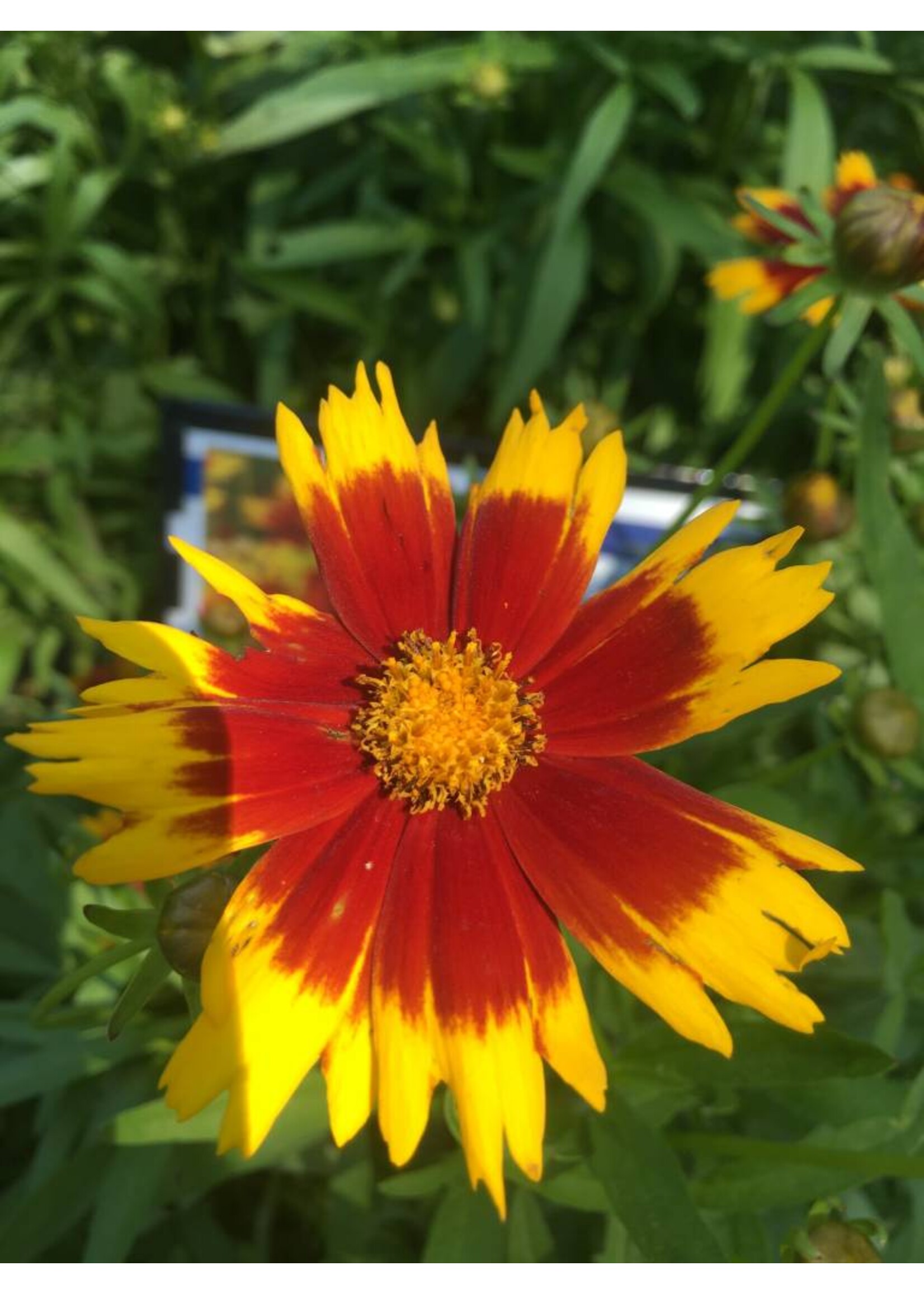 Coreopsis UpTick Gold & Bronze, Tickseed  #1